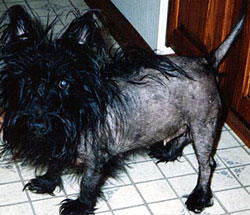 Ipotiroidismo nel cane