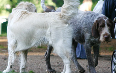 La Comunicazione canina in foto