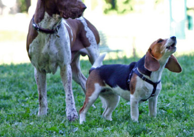 Il beagle lancia un gioioso latrato improvvioso stupendo il bracco italiano