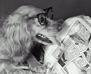 Il cane da pastore e la pecora: Intelligenza o stupidità?