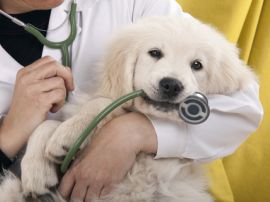 Il cucciolo di cane dal veterinario