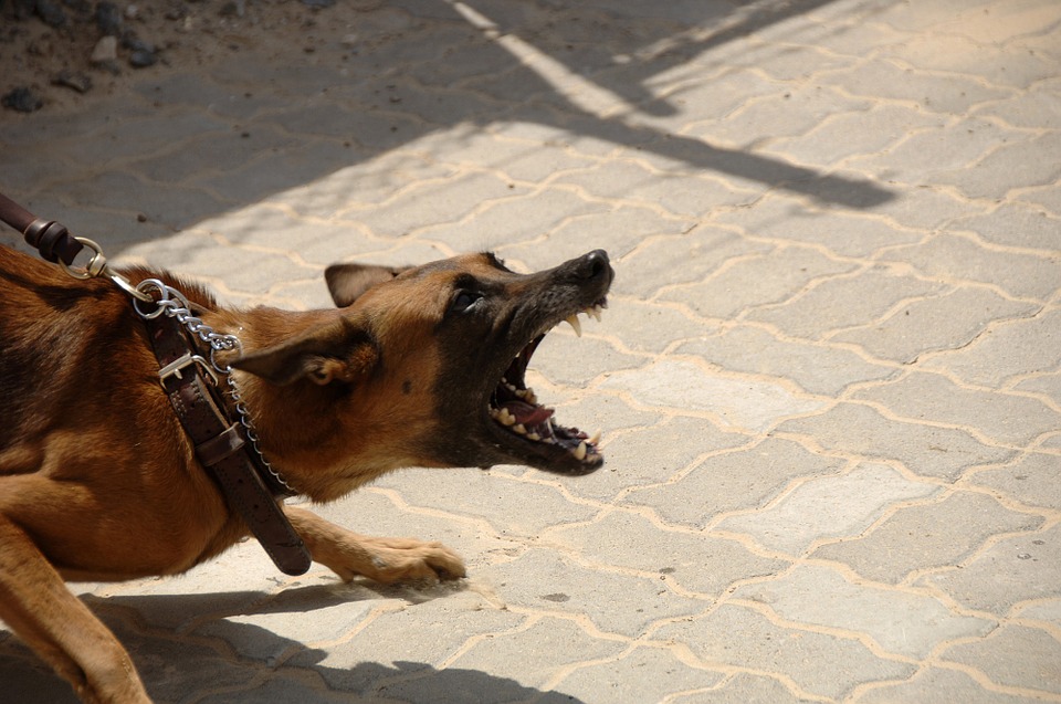 Serotonina e Aggressività nel Cane