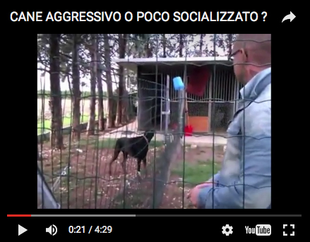 Cane aggressivo o poco socializzato?