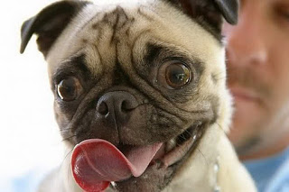 Disfunzione Cognitiva Canina (CCD)