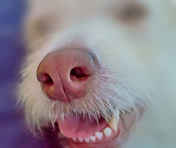 Il mondo sensoriale dei cani